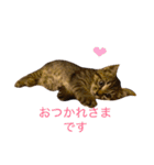 猫の むぎ（個別スタンプ：14）