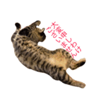 猫の むぎ（個別スタンプ：16）