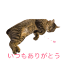 猫の むぎ（個別スタンプ：17）