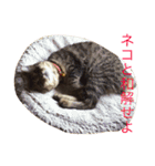 猫の むぎ（個別スタンプ：20）