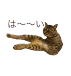 猫の むぎ（個別スタンプ：21）
