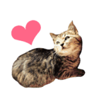 猫の むぎ（個別スタンプ：22）