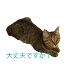 猫の むぎ（個別スタンプ：25）