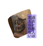 猫の むぎ（個別スタンプ：26）