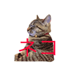 猫の むぎ（個別スタンプ：27）