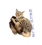 猫の むぎ（個別スタンプ：29）