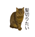 猫の むぎ（個別スタンプ：31）