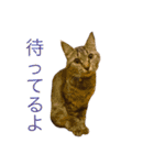 猫の むぎ（個別スタンプ：33）