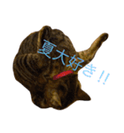 猫の むぎ（個別スタンプ：37）