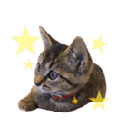 猫の むぎ（個別スタンプ：38）