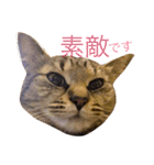 猫の むぎ（個別スタンプ：39）