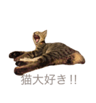 猫の むぎ（個別スタンプ：40）