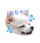 チワワのマレたん Vol.2（個別スタンプ：9）