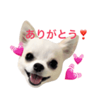 チワワのマレたん Vol.2（個別スタンプ：11）
