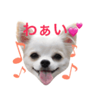 チワワのマレたん Vol.2（個別スタンプ：14）