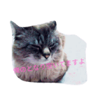 らてくんのスタンプ作ってみました！（個別スタンプ：8）