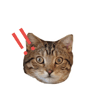 猫のまろさん2（個別スタンプ：2）