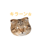 猫のまろさん2（個別スタンプ：3）