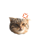 猫のまろさん2（個別スタンプ：4）