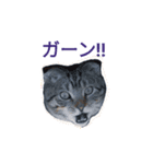 猫のまろさん2（個別スタンプ：5）