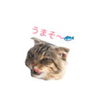 猫のまろさん2（個別スタンプ：6）