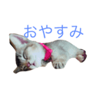 猫s（個別スタンプ：1）