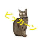 猫s（個別スタンプ：2）