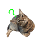 猫s（個別スタンプ：3）