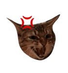 猫s（個別スタンプ：4）