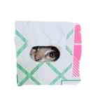 猫s（個別スタンプ：5）