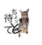 猫s（個別スタンプ：6）
