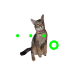 猫s（個別スタンプ：8）