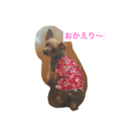 ヨーキーのミニちゃんルルちゃん（個別スタンプ：1）