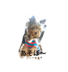 ヨーキーのミニちゃんルルちゃん（個別スタンプ：6）