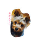 ヨーキーのミニちゃんルルちゃん（個別スタンプ：7）