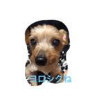 ヨーキーのミニちゃんルルちゃん（個別スタンプ：8）