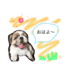 増量！ シーズー犬 のんちゃま（個別スタンプ：1）