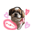 増量！ シーズー犬 のんちゃま（個別スタンプ：2）