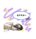 増量！ シーズー犬 のんちゃま（個別スタンプ：3）