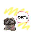 増量！ シーズー犬 のんちゃま（個別スタンプ：4）