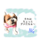 増量！ シーズー犬 のんちゃま（個別スタンプ：5）