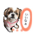 増量！ シーズー犬 のんちゃま（個別スタンプ：6）