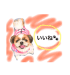 増量！ シーズー犬 のんちゃま（個別スタンプ：7）