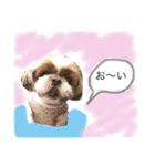 増量！ シーズー犬 のんちゃま（個別スタンプ：8）