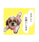 増量！ シーズー犬 のんちゃま（個別スタンプ：10）