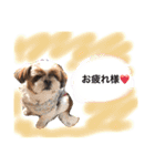 増量！ シーズー犬 のんちゃま（個別スタンプ：11）