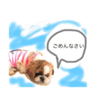 増量！ シーズー犬 のんちゃま（個別スタンプ：12）