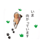 増量！ シーズー犬 のんちゃま（個別スタンプ：13）