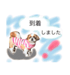 増量！ シーズー犬 のんちゃま（個別スタンプ：14）