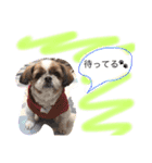 増量！ シーズー犬 のんちゃま（個別スタンプ：16）